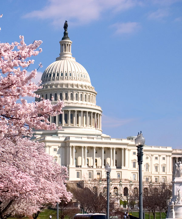 capitol building framed with cherry blossoms