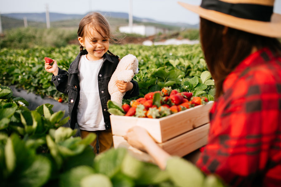 mother and small daughter pick strawberries